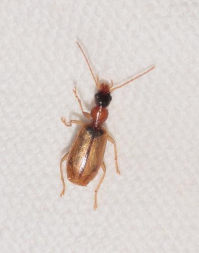 Réf. 277 027 : Demetrias atricapillus